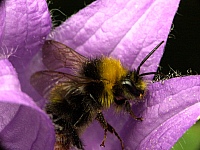 bumblebee3.JPG