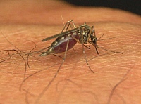 mosquito.JPG